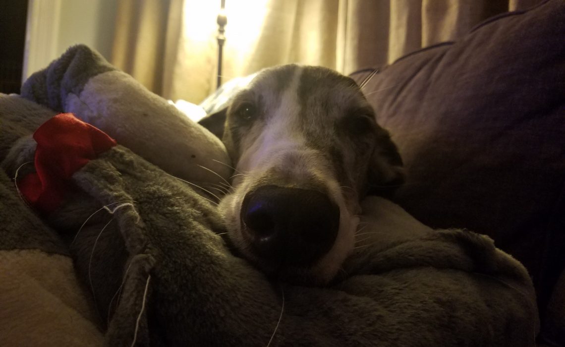 How to Find Hotels That Allow Large Dogs The Speckled Door